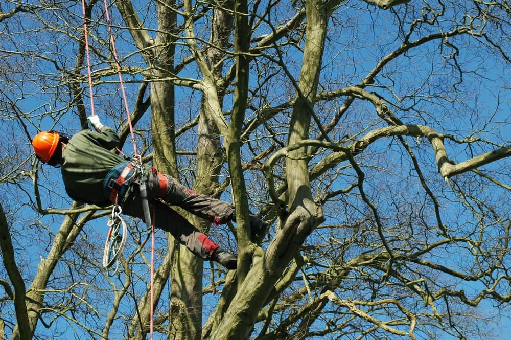 arboricultor alpinist utilitar