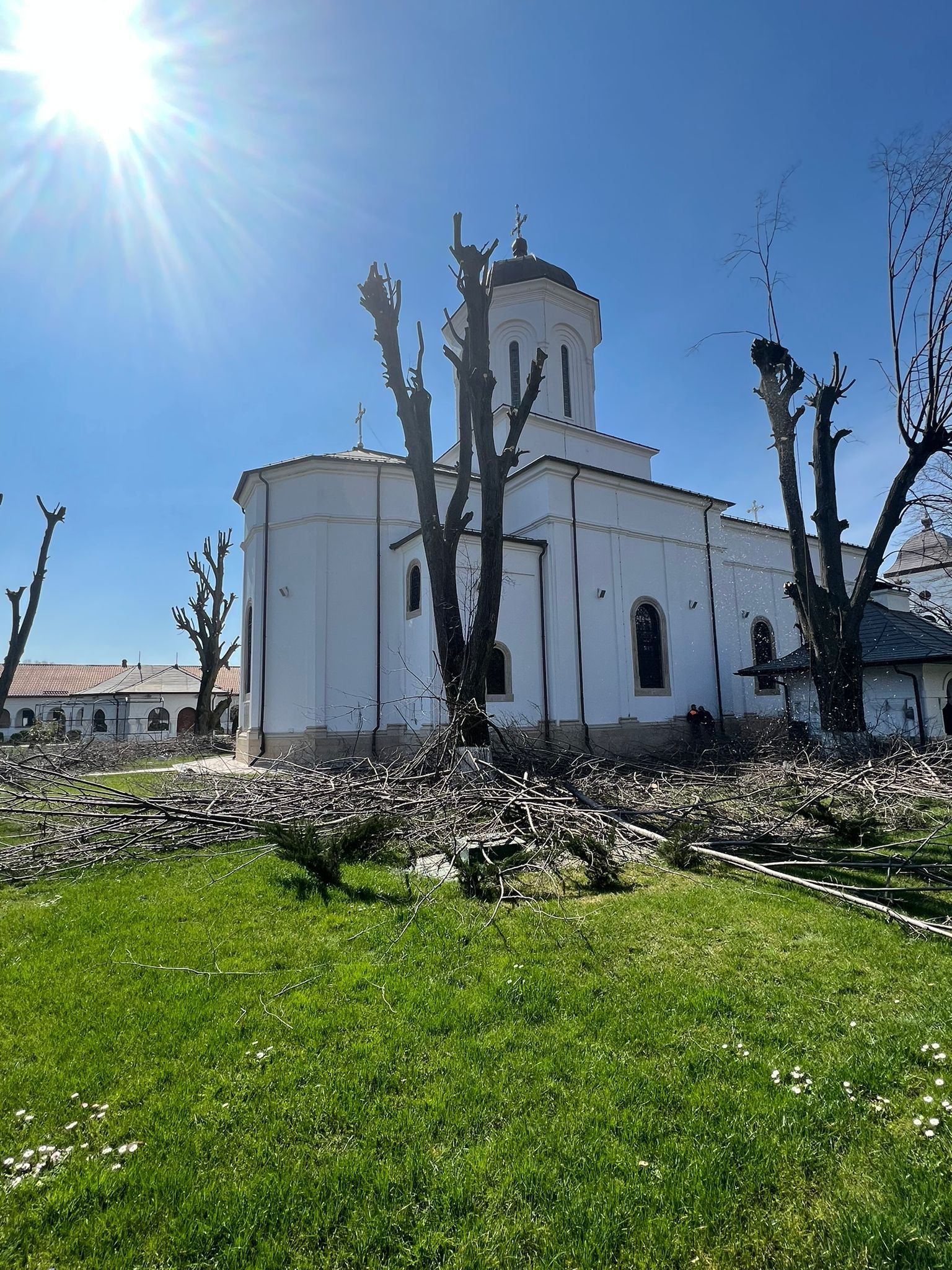 Dupa toaletare copac in snagov judetul ilfov