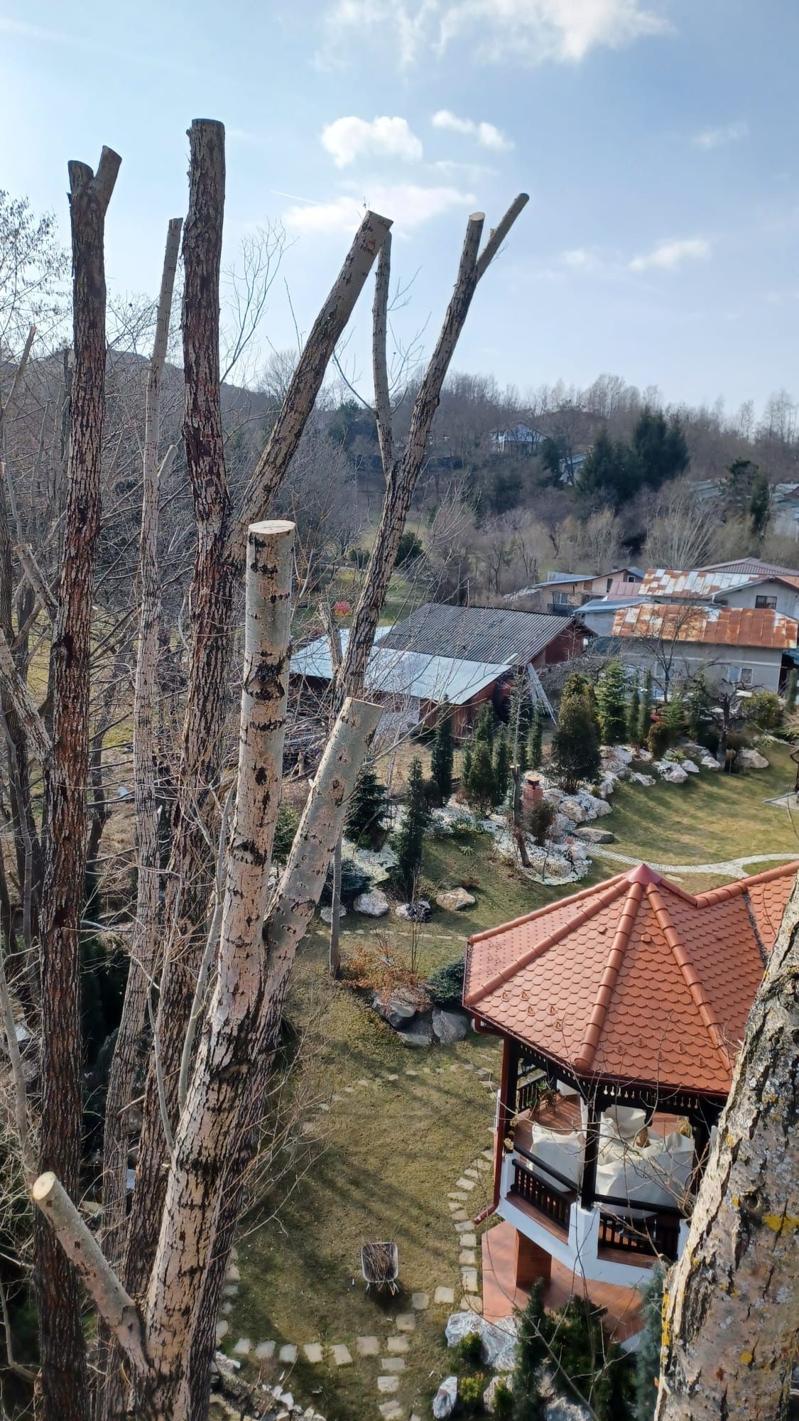 Toaletare copaci periculosi efectuata de echipa toaletari pomi